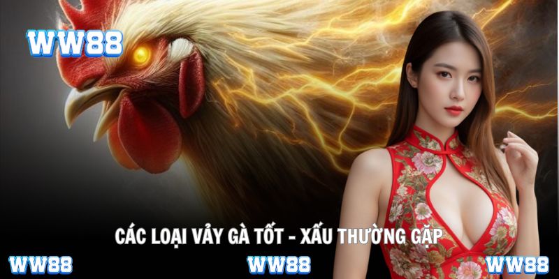 Quan sát từng vảy, hiểu rõ đặc điểm chiến kê chuẩn