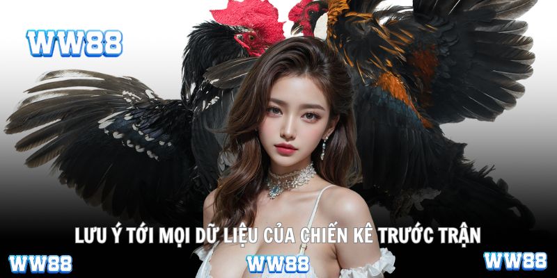 Lưu ý tới mọi dữ liệu của chiến kê trước trận